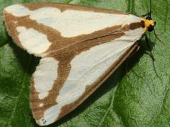 (Leconte's Haploa Moth) upperside