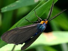 (Virginia Ctenuchid Moth) male lateral
