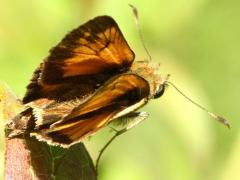 (Hobomok Skipper) upperside