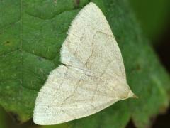 (Grayish Fan-Foot) upperside