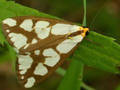 (Confused Haploa Moth) upperside