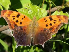 (Question Mark) summer form upperside