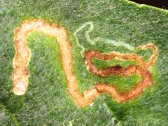 (Wafer Ash Leafminer Moth) upperside mine on Wafer Ash