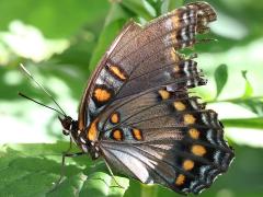 (Red-spotted Purple) underside