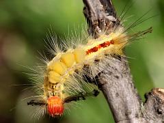 (White-marked Tussock Moth) caterpillar dorsal