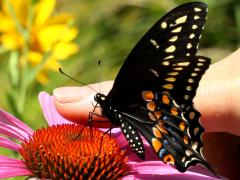 Black Swallowtail male underside on Broad-leaved Purple Coneflower