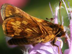 (Peck's Skipper) underside