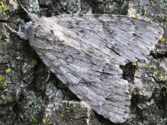 (American Dagger Moth) upperside