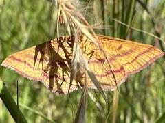 (Chickweed Moth) male underside