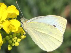 (Cabbage White) male on Charlock