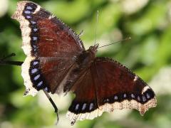 (Mourning Cloak) upperside