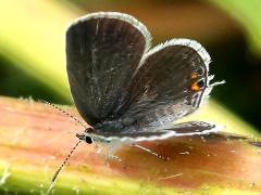 (Eastern Tailed Blue) female upperside