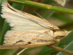 (Crambine Snout Moth) upperside