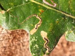 (Oak Pygmy Leafminer Moth) upperside mines on Bur Oak