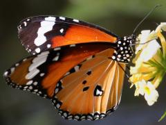 (Plain Tiger) underside