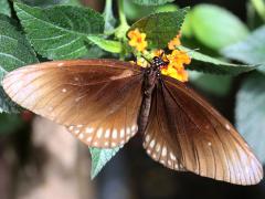 (Common Crow) upperside