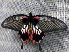 (Great Mormon Swallowtail) alcanor female upperside