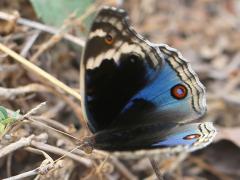 (Blue Pansy) upperside