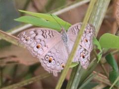 (Grey Pansy) upperside