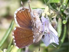 (Common Geranium-Bronze) upperside