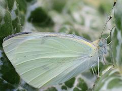 (Cabbage White) underside