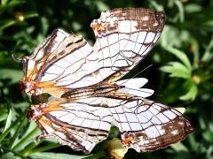 (Common Mapwing) upperside