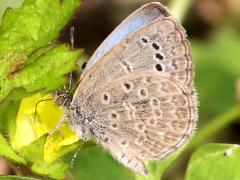 (Pale Grass Blue) okinawana underside