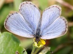 (Pale Grass Blue) okinawana upperside