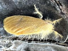 (Taiwan Yellow Tussock Moth) upperside