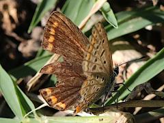 (Polyommatus Blue) female (Polyommatus Blue) female