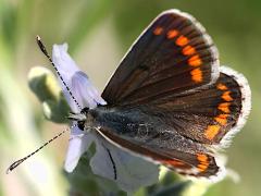 (Brown Argus) upperside