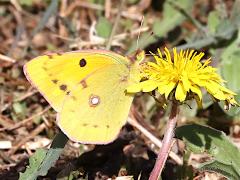 (Eurasian Clouded Yellow) underside