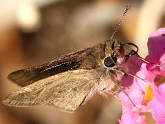 (Gegenes Med Skipper) underside