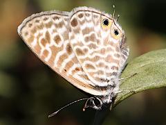 (Lang's Short-tailed Blue) underside