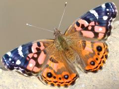 (Brazilian Painted Lady) upperside