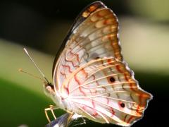 (White Peacock) underside