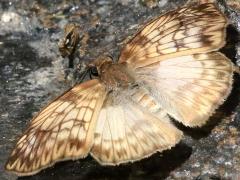 (Common Mylon) upperside