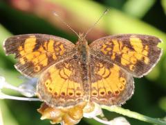 (Pearl Crescent) male upperside