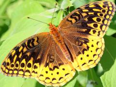 (Great Spangled Fritillary) upperside