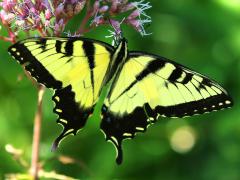 (Tiger Swallowtail) male upperside