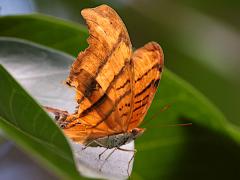 (Ruddy Daggerwing) underside