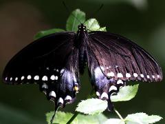 (Spicebush Swallowtail) female upperside