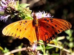 (Gulf Fritillary) upperside