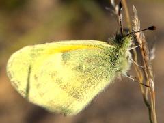 (Dainty Sulphur) underside