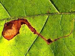 Sycamore Leafminer Moth backlit mine on American Sycamore