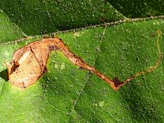 Sycamore Leafminer Moth upperside mine on American Sycamore