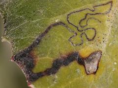 Toyon Leafminer Moth serpentine mine on Toyon