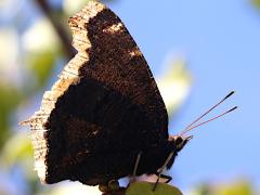 (Mourning Cloak) underside