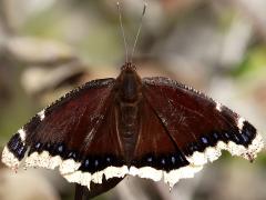 (Mourning Cloak) upperside