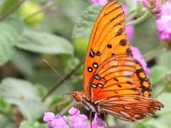 (Gulf Fritillary) underside